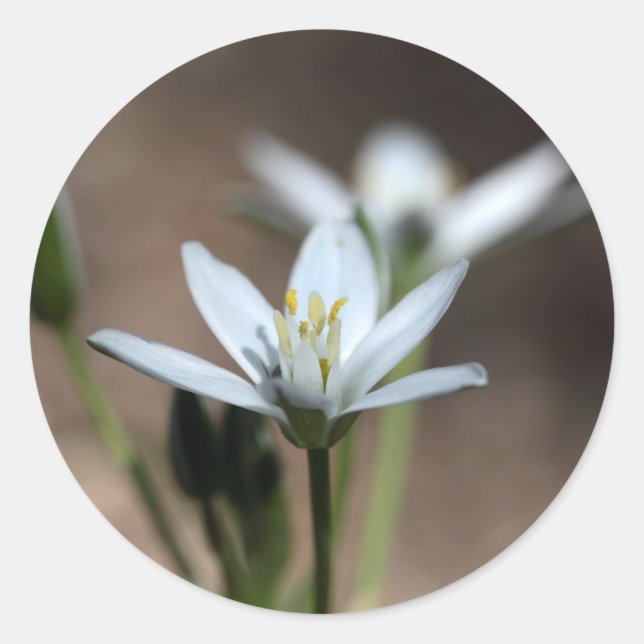 Stern-of-Bethlehem-Blume (Ornithogalum umbellatum) Runder Aufkleber (Vorderseite)