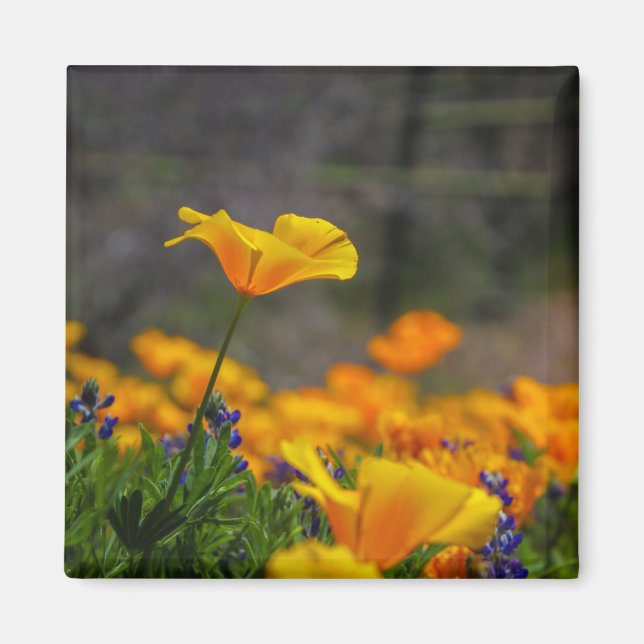 Stern-Reichweite Magnet (Vorne)