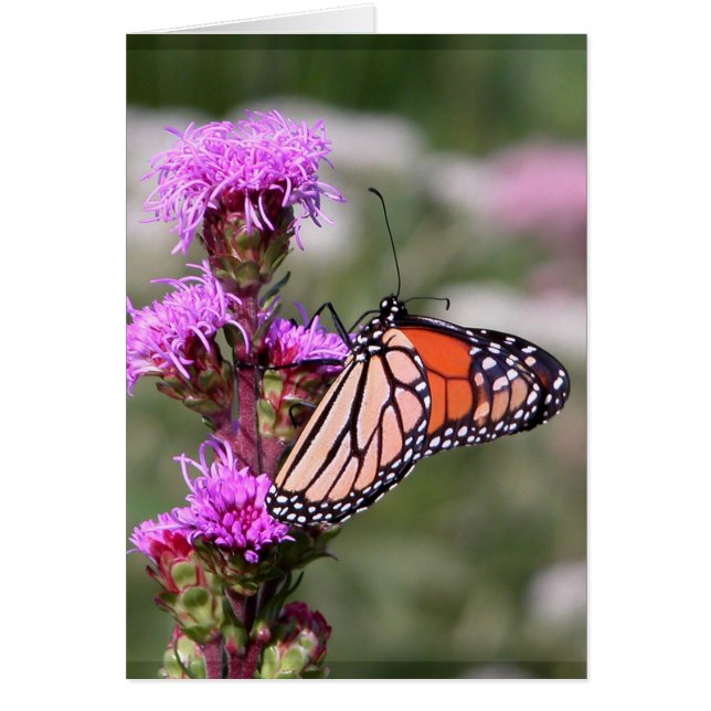 Stern und Monarchschmetterling (Vorne)