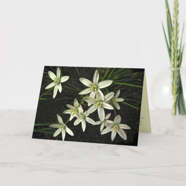 Stern von Bethlehem Weihnachten (Vorderseite)