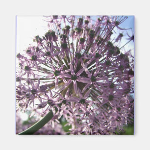 "Stern von Persien II " Magnet