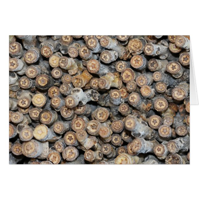 Sterne entlang der Rio Grande Cotton Wood Trees Ta (Vorderseite (Horizontal))