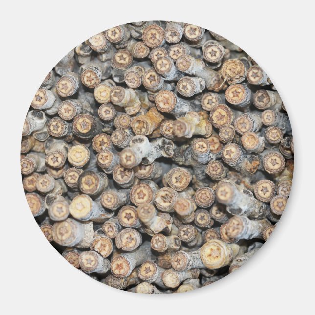 Sterne entlang der Rio Grande Cotton Wood Trees Ta Magnet (Vorne)