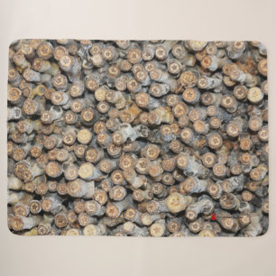 Sterne entlang der Rio Grande Cotton Wood Trees Ta Sherpadecke