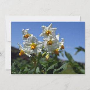 Sternenförmige Blumen Solanum tuberosum   Einladung