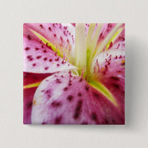 Sternengucker-Lilie Helle Magenta-Blüte Button