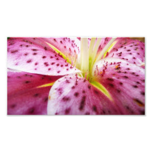 Sternengucker-Lilie Helle Magenta-Blüte Fotodruck