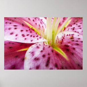 Sternengucker-Lilie Helles Magenta-Blüten Poster