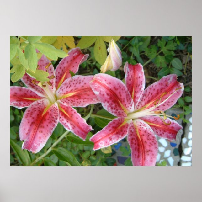 Sternengucker-Lilien Garten Blumen Poster (Vorne)