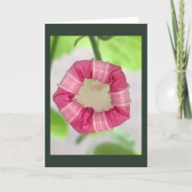 Sternenlicht Minze Morning Glory Blanko