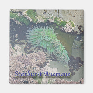 Sternexplosion-Anemone Magnet