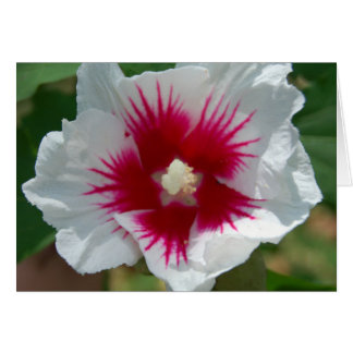 Sternexplosion Blume Card