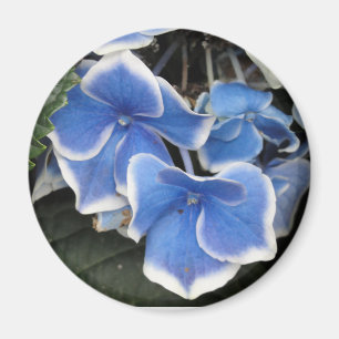 Sternexplosion Hydrangea (blau-weiß) Magnet