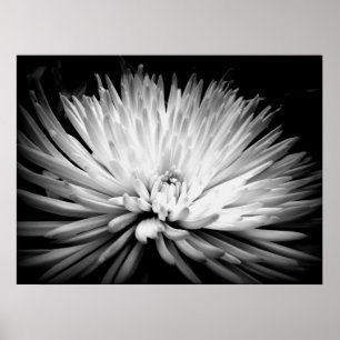 Sternexplosion-Mama-Blüten-Plakat-Druck Poster