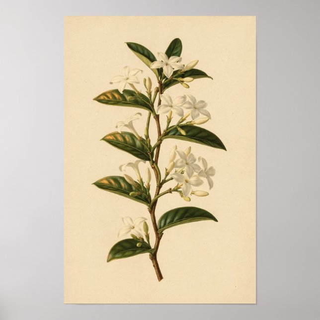 Sternjasmin-Botanikstudie | 12 × 18 Poster (Vorne)