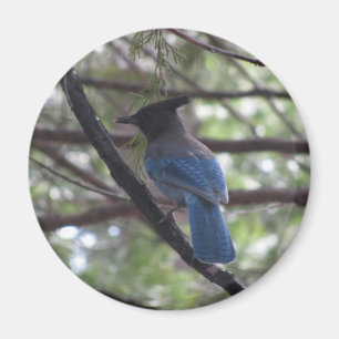 SternJay Yosemite Magnet