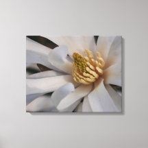 Sternmagnolien-Blumen-Leinwanddruck