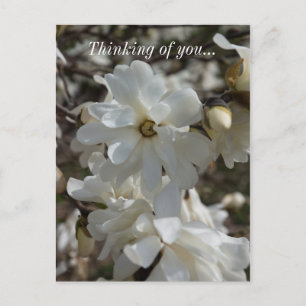 Sternmagnolienblüten, in denen ich an Sie denke Po Postkarte