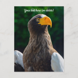 Sternmeeradler-Postkarte Postkarte