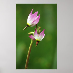 Sternschnuppen-Wildblume, Kalifornien, USA Poster