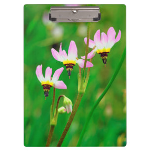 Sternschnuppen-Wildblumen im Mission Trails Park Klemmbrett