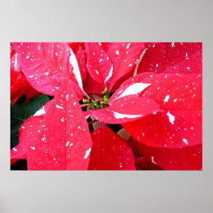 Sterntaler-Überraschung Weihnachtsstern Holiday Fl Poster