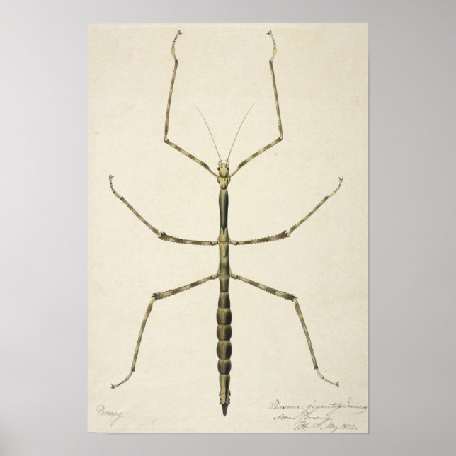 Stick Bug Poster (Vorne)