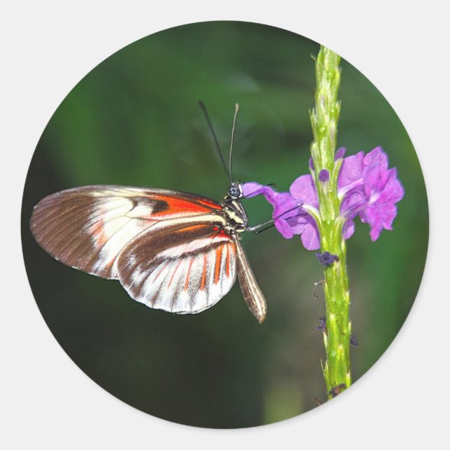 Sticker (Vorderseite)