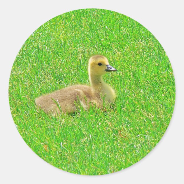 Sticker (Vorderseite)