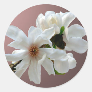 Sticker à enveloppe Magnolia Stellata
