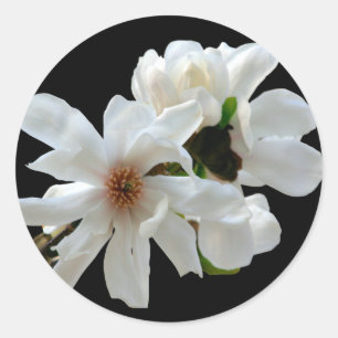 Sticker à enveloppe Magnolia Stellata