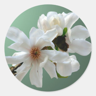 Sticker à enveloppe Magnolia Stellata