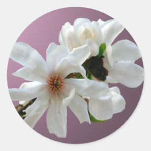 Sticker à enveloppe Magnolia Stellata