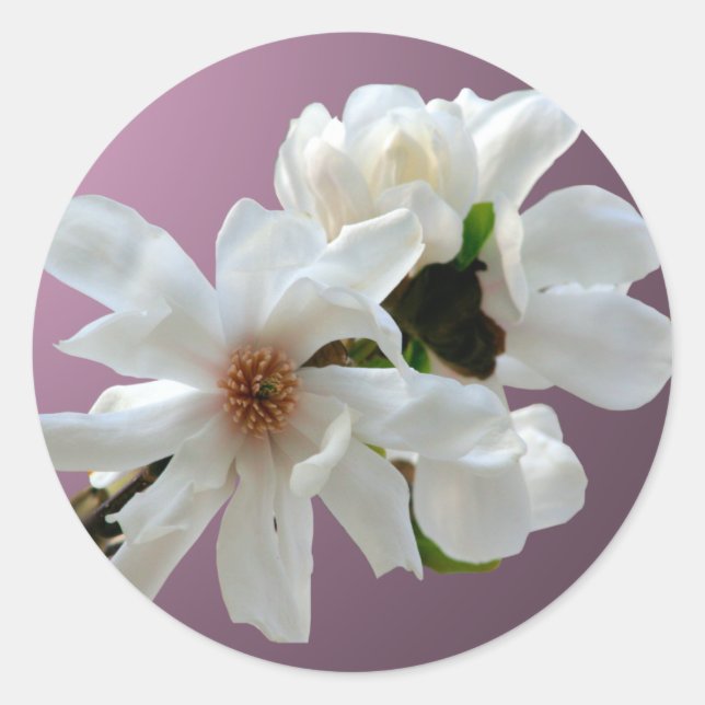 Sticker à enveloppe Magnolia Stellata (Devant)