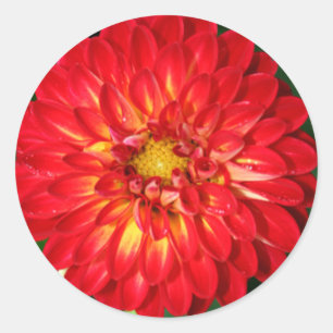 Sticker À Enveloppe Mariage Et Événement Dahlia