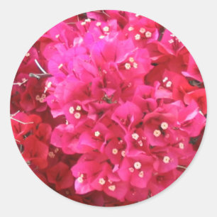 Sticker à fleurs Bougainvillea