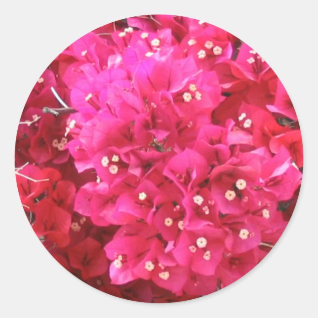 Sticker à fleurs Bougainvillea (Devant)