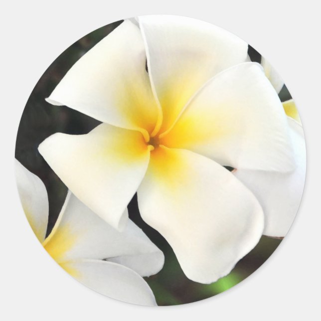 Sticker à fleurs de Plumeria tropicale (Devant)