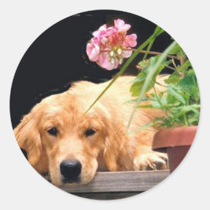 Sticker à fleurs d'or