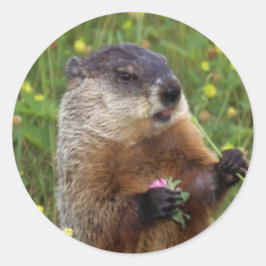 Sticker à pose de marmotte - Plus près