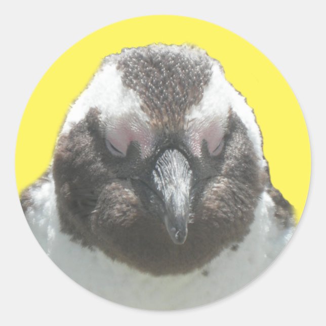 Sticker à visage de pingouin sud-africain (Devant)
