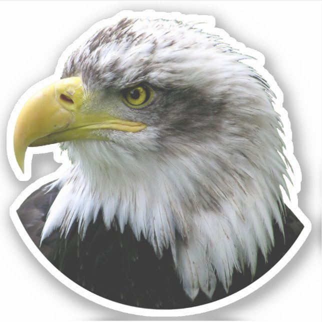 Sticker Aigle de Bald (Devant)
