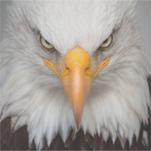 Sticker Aigle de Bald