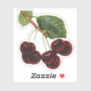 Sticker Aliments de fruits vintage, cerises mûres d'un arb