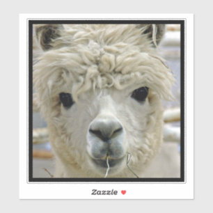 Sticker Alpaca