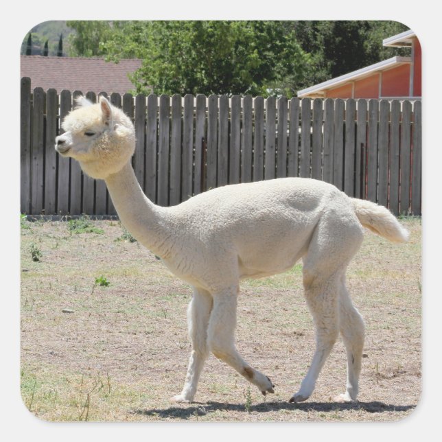 Sticker Alpaca drôle (Devant)
