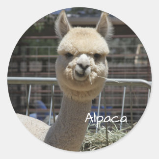 Sticker Alpaca drôle