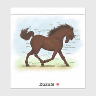 Sticker Anatomie du Cheval de Pony Brown Diagramme éducati