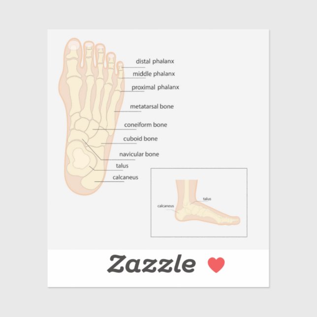 Sticker Anatomie du pied humain (Feuille)