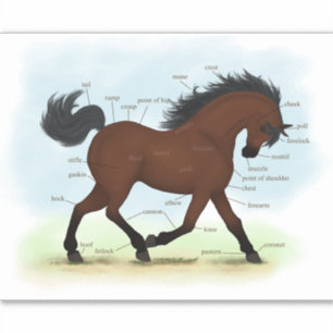Sticker Anatomie équestre de la baie ou du poney